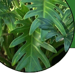 Xanadu Philodendron Closeup